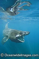 Basking Shark filter feeding on plankton Photo - Andy Murch