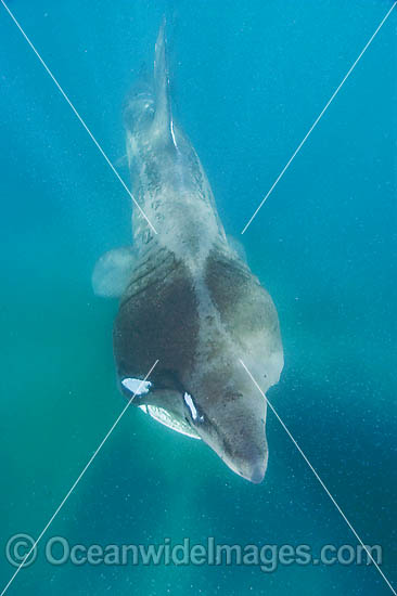 Basking Shark Cetorhinus maximus photo
