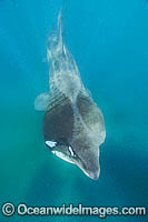 Basking Shark Cetorhinus maximus Photo - Andy Murch