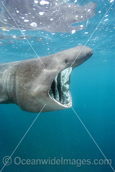 basking sharks are dangerous