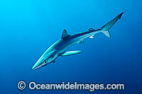 Blue Shark or Great Blue Shark Photo - Andy Murch