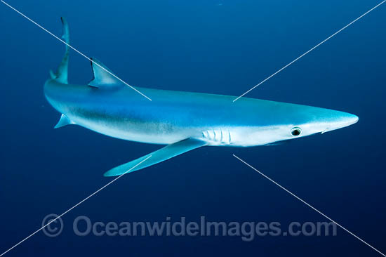 Blue Shark or Blue Whaler photo