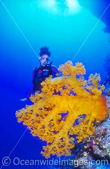 Scuba Diver and yellow Soft Coral Tree photo