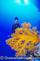 Scuba Diver and yellow Soft Coral Tree Photo - Gary Bell