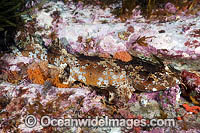 Cobbler Wobbegong Shark Sutorectus tentaculatus Photo - Andy Murch