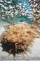 Tasselled Wobbegong Shark surrounded by Baitfish Photo - Andy Murch