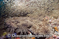 Tasselled Wobbegong Shark Eucrossorhinus dasypogon Photo - Andy Murch