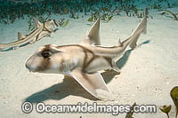 Port Jackson Shark Heterodontus portusjacksoni Photo - Andy Murch