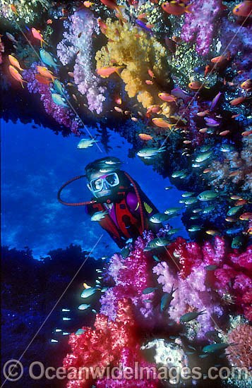 Scuba Diver and Soft Coral reef photo