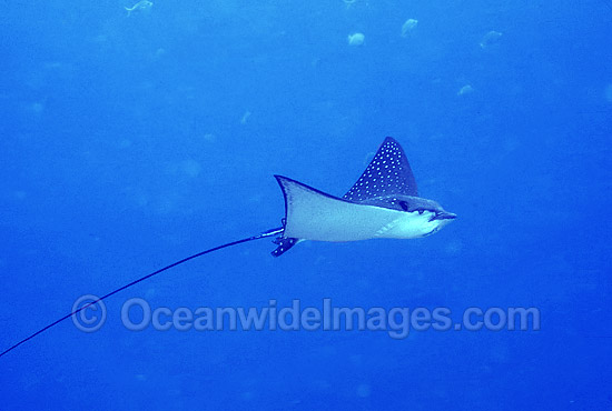 White-spotted Eagle Ray photo