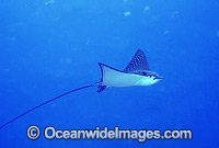 White-spotted Eagle Ray Photo - Gary Bell