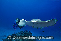 Scuba Diver with Cowtail Stingray Photo - Gary Bell