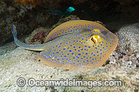 Blue-spotted Fantail Ray Taeniura lymma Photo - Andy Murch
