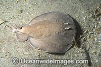 Coffin Ray Hypnos monopterygium Photo - Andy Murch
