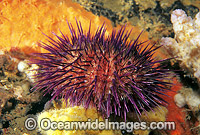Sea Urchin Heliocidaris erythrogramma Photo - Gary Bell