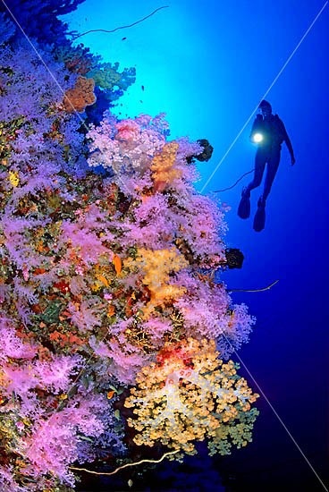 Scuba Diver with Soft Corals photo