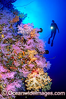 Scuba Diver with Soft Corals Photo - Gary Bell