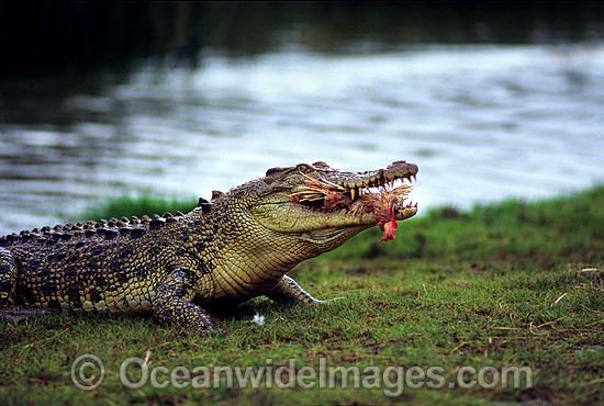 Estuarine Crocodile feeding on fowl photo
