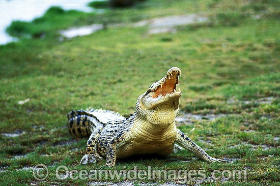 Saltwater Crocodile photo