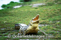 Saltwater Crocodile Photo - Gary Bell