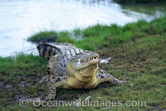 Estuarine Crocodile feeding on fowl photo