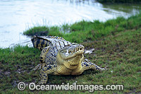 Estuarine Crocodile feeding on fowl Photo - Gary Bell