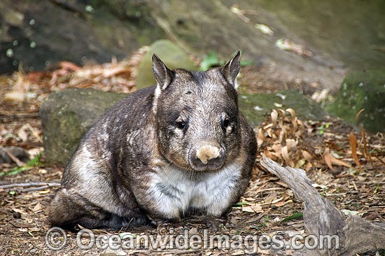 Southern Hairy-nosed Wombat Lasiorhinus latifrons photo