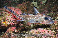 Spotted Ratfish Chimaera Photo - Andy Murch
