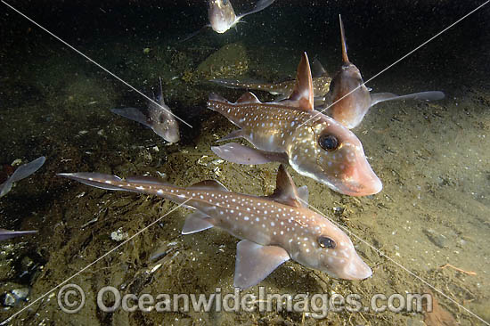 Spotted Ratfish Hydrolagus colliei Chimaera photo