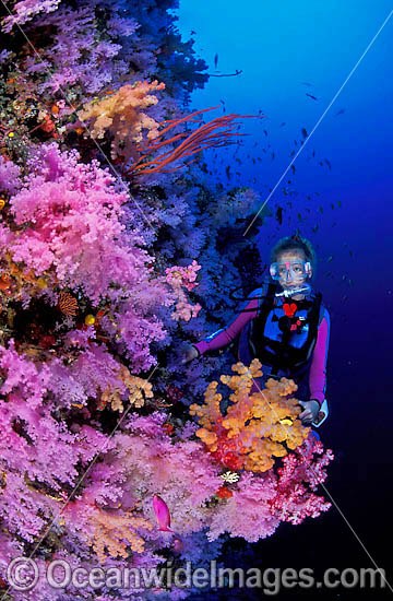 Scuba Diver at undersea dropoff photo