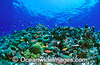 Underwater reef scene Hard Corals fish Photo - Gary Bell
