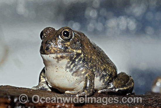 Trilling Frog photo