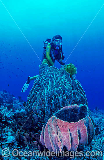 Scuba Diver with giant Barrel Sponges photo