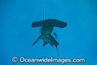 Scalloped Hammerhead Shark Sphyrna lewini Photo - Gary Bell