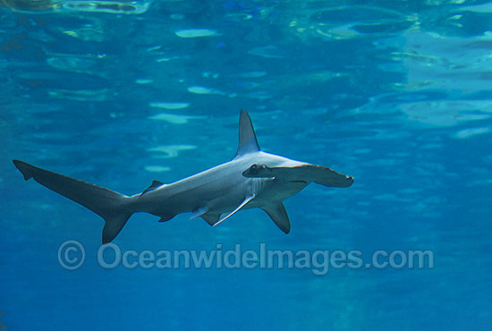 Scalloped Hammerhead Shark Sphyrna lewini photo