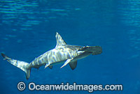 Scalloped Hammerhead Shark Photo - Gary Bell