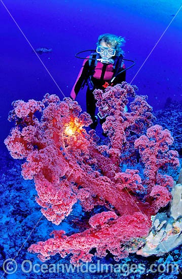 Scuba Diver with red Soft Coral photo
