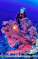 Scuba Diver with red Soft Coral Photo - Gary Bell