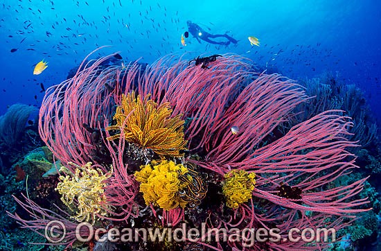 Scuba Diver with Whip Corals photo