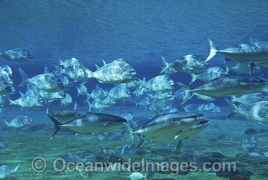 Yellow-tail Kingfish and schooling Snapper photo