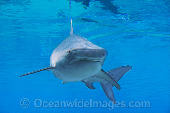 Tiger Shark Galeocerdo cuvier photo