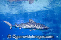 Tiger Shark Photo - Gary Bell