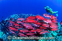 Scuba Diver and Pinjalo Snapper Photo - Gary Bell
