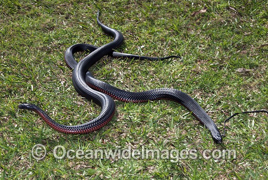 Red-bellied Black Snake two rivalling males photo