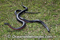 Red-bellied Black Snake two rivalling males Photo - Gary Bell