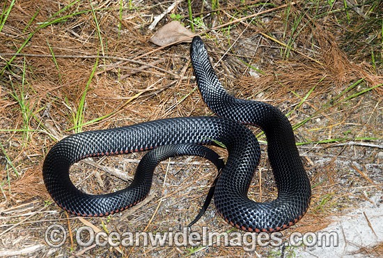 Red-bellied Black Snake Pseudechis porphyriacus photo