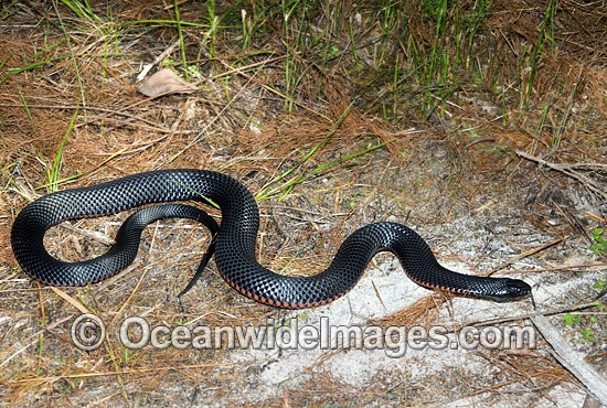 Red-bellied Black Snake venomous snake photo