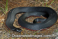Red-bellied Black Snake venomous Photo - Gary Bell