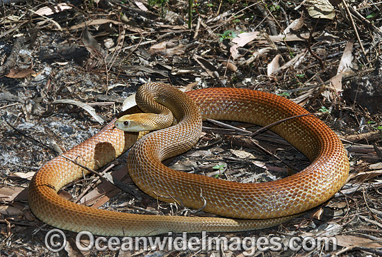 Taipan Snake Stock Photos