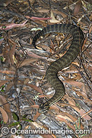 Common Death Adder Acanthophis antarcticus Photo - Gary Bell